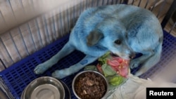 FILE: A dog with blue fur is pictured inside a cage at a veterinary hospital where it was taken for examination, in Nizhny Novgorod, Russia, Feb. 16, 2021. A pack of stray dogs with blue fur was found near an abandoned chemical plant in Dzerzhinsk.