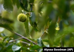 FILE - An unmodified, open-pollinated American chestnut bur grows on a tree at the State University of New York's College of Environmental Science & Forestry Lafayette Road Experiment Station in Syracuse, N.Y., Sept. 30, 2019. (AP Photo/Adrian Kraus, File)