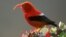 Las especies nativas hawaianas como este I iwi son las que corren el mayor peligro de extinción. [Foto: Cortesía, Jack Jeffrey].