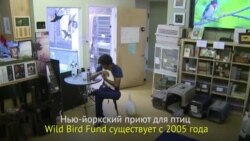 Как в Нью-Йорке спасают птиц