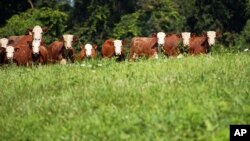 Dengan melakukan diversifikasi pertanian, bertani dan beternak, Dick Thompson bisa melindungi bisnisnya tanpa asuransi pertanian (foto: dok).