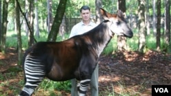 John Lukas with an Okapi or forest giraffe (Okapi Conservation Project)
