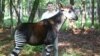 John Lukas with an Okapi or forest giraffe (Okapi Conservation Project)