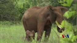 坦桑尼亚华人声援反对猎杀大象运动