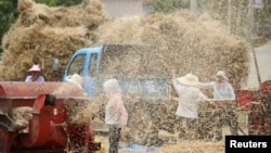 지난 5일 중국 산둥성 짜오좡에서 농부들의 수확한 밀을 탈곡하고 있다.