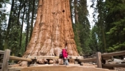 FILE - A tourist stands next to the General Sherman giant sequoia at Sequoia National Park in California, March 9, 2014.