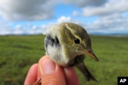 FILE - This July 16, 2016, photo provided by the U.S. Geological Survey shows an Arctic Warbler in Nome, Alaska.