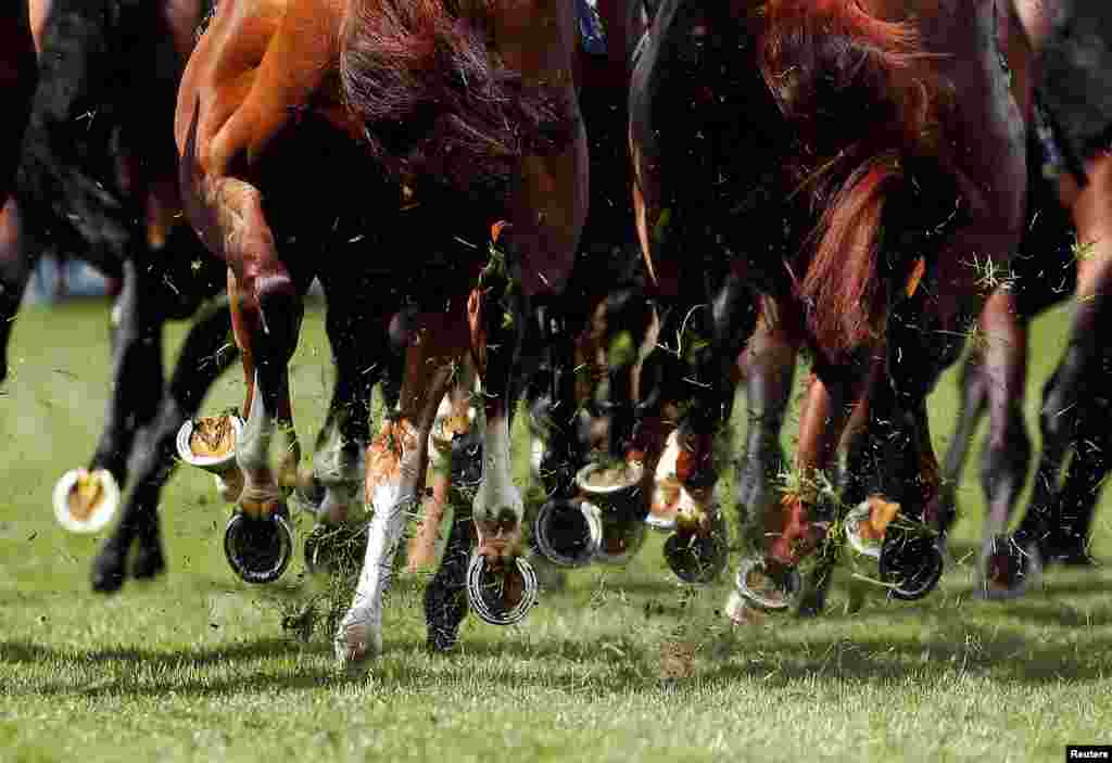 Pemandangan kaki-kaki kuda yang ikut berpacu dalam lomba pacuan kuda Royal Ascot di Ascot, Inggris.
