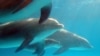白宫提议禁止夏威夷游客与海豚共舞节目