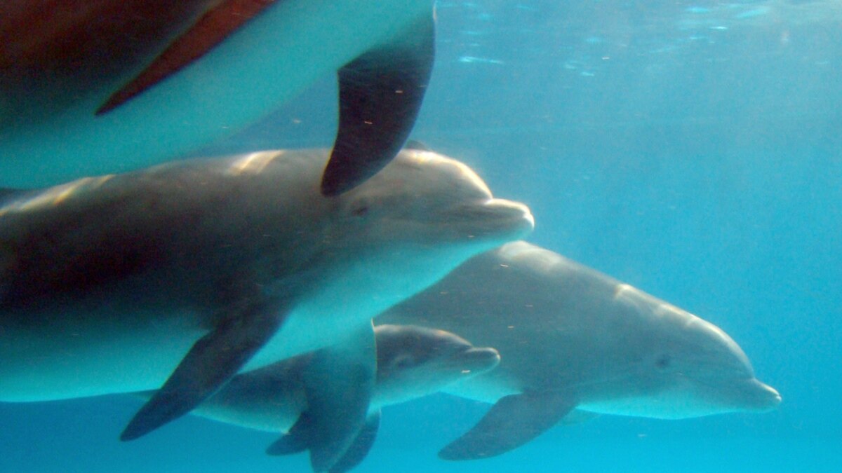 白宫提议禁止夏威夷游客与海豚共舞节目