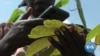 Kenyan farmers use AI app to tackle pests and crop diseases
