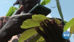 Kenyan farmers use AI app to tackle pests and crop diseases
