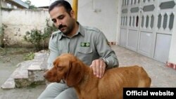 سگی که ادعا شده همان سگ کتک خورده است تحت مراقبت سازمان محیط زیست