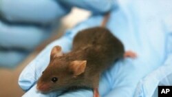 آزمایش دوا های جدید بر موش ها