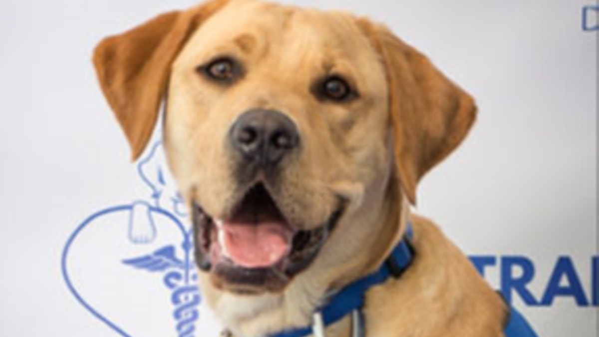 Dogs Trained to Monitor Low Blood Sugar May Save Lives