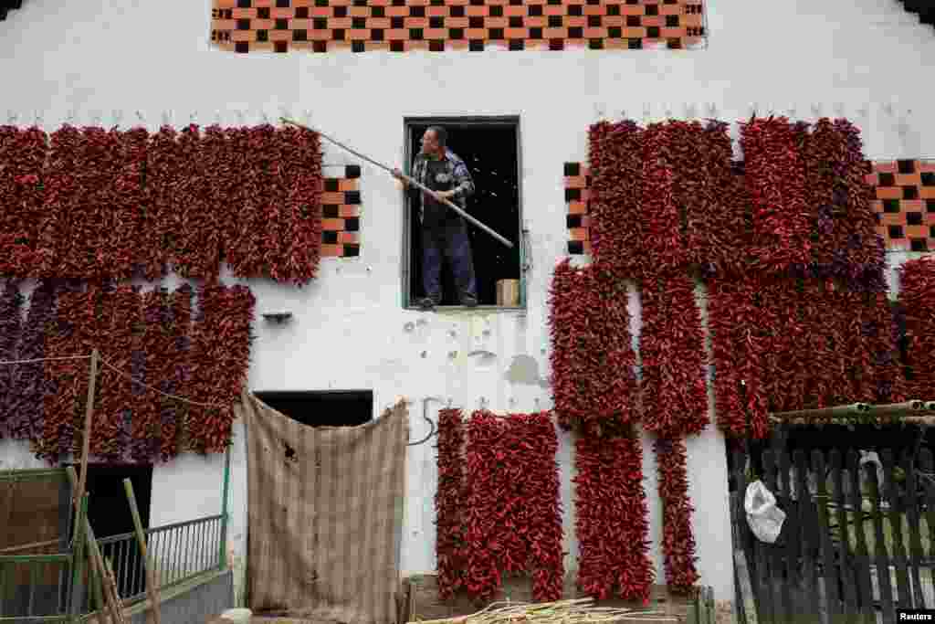 Sırbistan&#39;ın güneyindeki bir köyde bir adam evinin dış duvarında kırmızı biberleri kurutuyor.