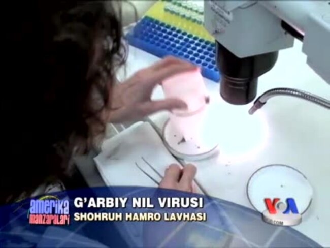 G'arbiy Nil virusiga qarshi kurash/ West Nile Virus, Texas Lab