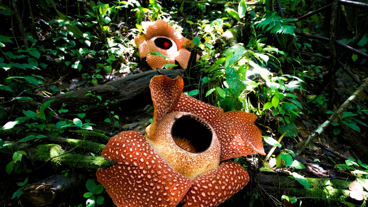 Rafflesia 25 Tahun Bunga Nasional Dan Tantangan Pelestariannya
