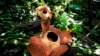 Rafflesia, 25 Tahun Bunga Nasional dan Tantangan Pelestariannya