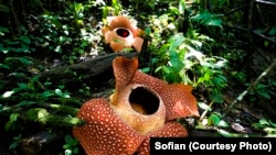 Dua Rafflesia arnoldii mekar di Hutan Lindung Bukit Daun, Register 5 Kabupaten Kepahiang Provinsi Bengkulu. (Foto courtesy:Sofian)