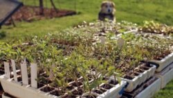 Fight Tension, Boredom with a Container Garden