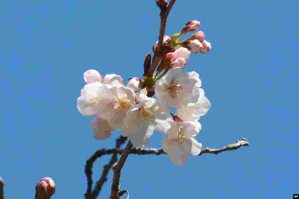 با نزدیک شدن فصل بهار، شکوفه‌های گیلاس در توکیو شکوفا می‌شوند.