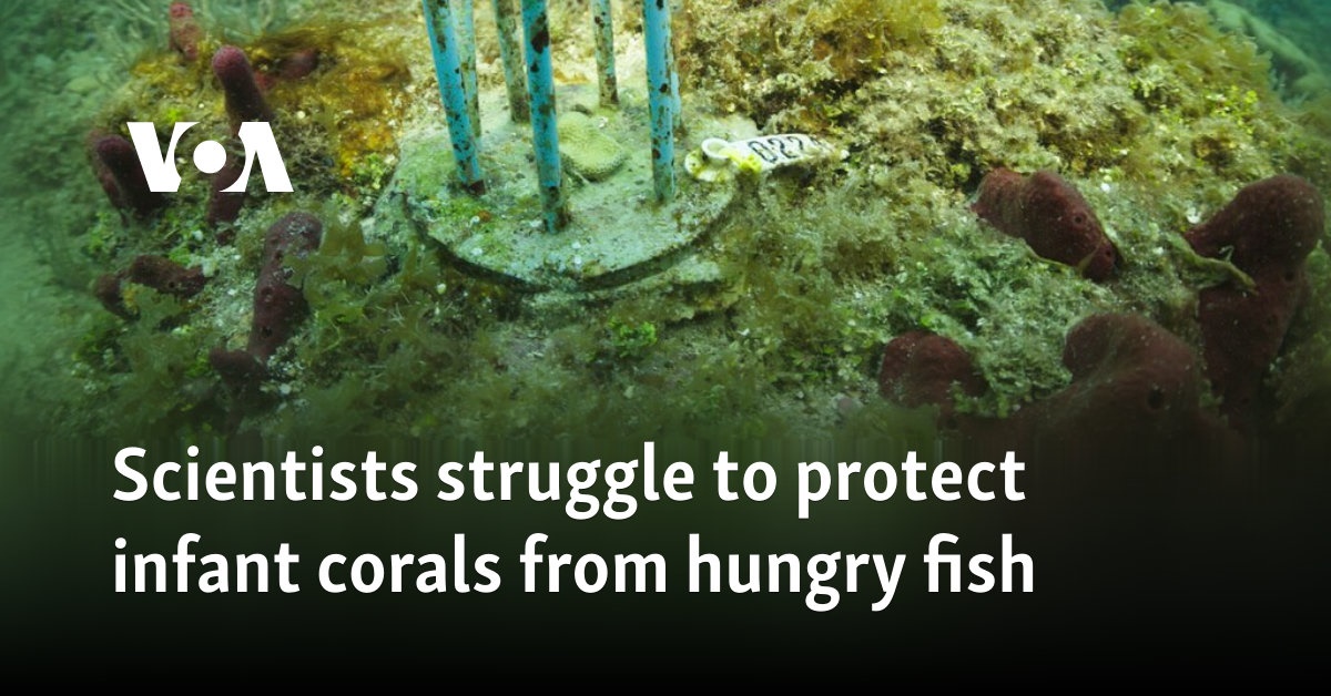 Scientists struggle to protect infant corals from hungry fish