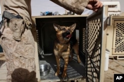 FILE - A U.S. Marine dog handler closes a steel doghouse for Military Working Dog Tasli, at Camp Leatherneck, Helmand province, Sept. 14, 2011.