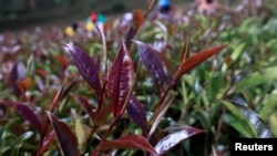 Purple tea leaves are seen at the Gatura Greens purple tea plantation in Gatura settlement of Muranga county, Kenya January 30, 2021. (REUTERS/Thomas Mukoya)