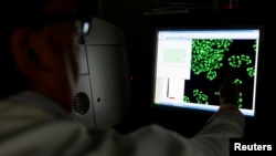 英国萨顿癌症研究所的科学家保罗•克拉克观看显示屏上的标记细胞 (资料照)