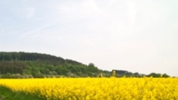 A field of canola