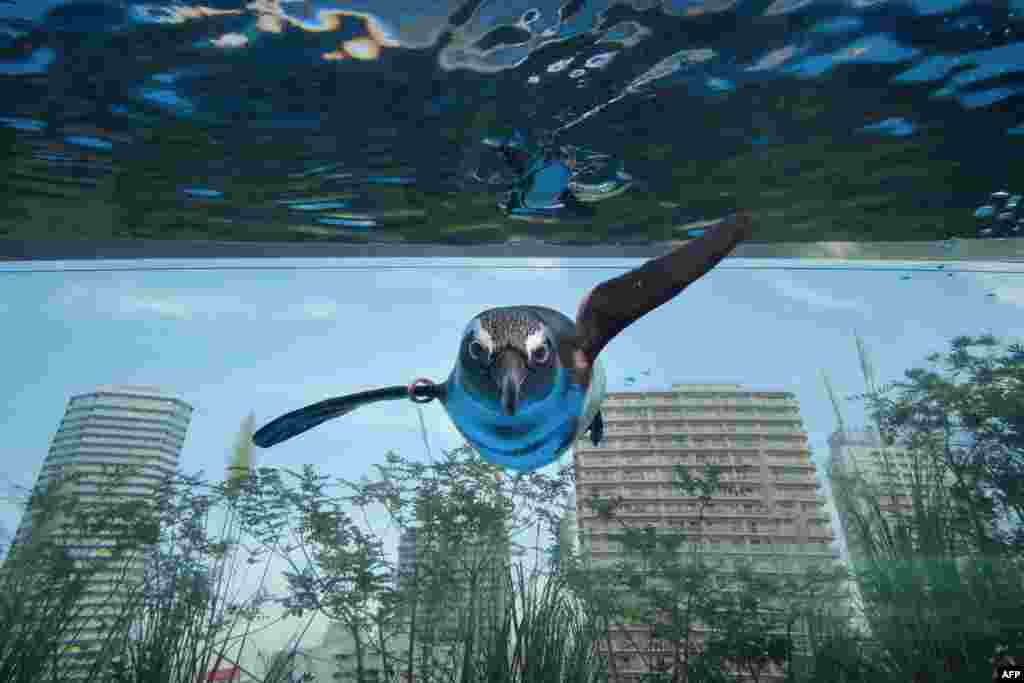 An African penguin swims in a large overhanging water tank called "Penguin in the sky" at Sunshine Aquarium in Tokyo.