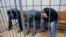 Tamerlan Eskerxanov, Shagid Gubashev, Ramzan Baxayev Moskva sudida.