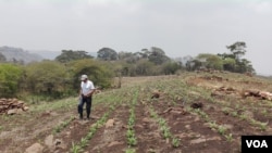 Nicaragua podría iniciar el ciclo agrícola 2020-2021 con el peor escenario de los últimos tiempos.