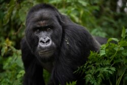 In this Sept. 2, 2019 photo, a silverback mountain gorilla named Segasira walks in the Volcanoes National Park, Rwanda. A concerted and sustained conservation campaign has averted the worst and given a second chance to these great apes, which share about 98% of human DNA. (AP Photo/Felipe Dana)