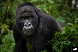 In this Sept. 2, 2019 photo, a silverback mountain gorilla named Segasira walks in the Volcanoes National Park, Rwanda. A concerted and sustained conservation campaign has averted the worst and given a second chance to these great apes, which share about 98% of human DNA. (AP Photo/Felipe Dana)