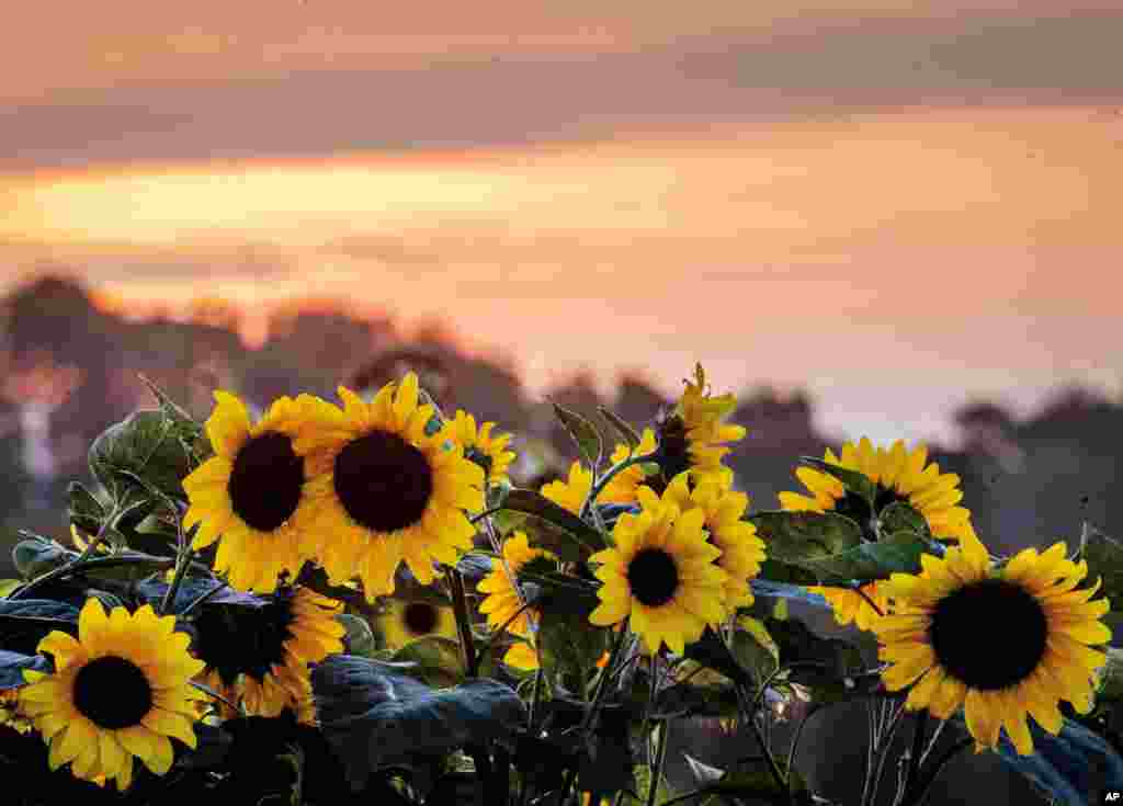 Sunflowers stand on a field in the outskirts of Frankfurt, Germany.