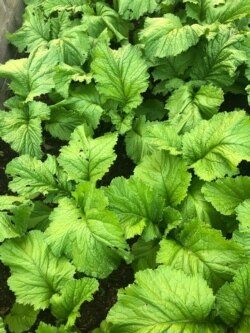 Muriwo Uri Kurimwa naDoctor Rumano