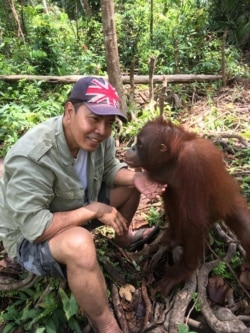 Yan Wiramidjaja bersama orangutan di Kalimantan (foto: courtesy).