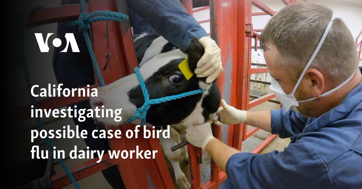 California investigating possible case of bird flu in dairy worker 