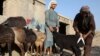 Стрижка овец на рынке скота накануне праздника Курбан-байрам 