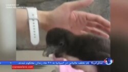 ابراز خرسندی ژاپنی ها از رشد پنگوئنی که با لقاح مصنوعی به دنیا آمد