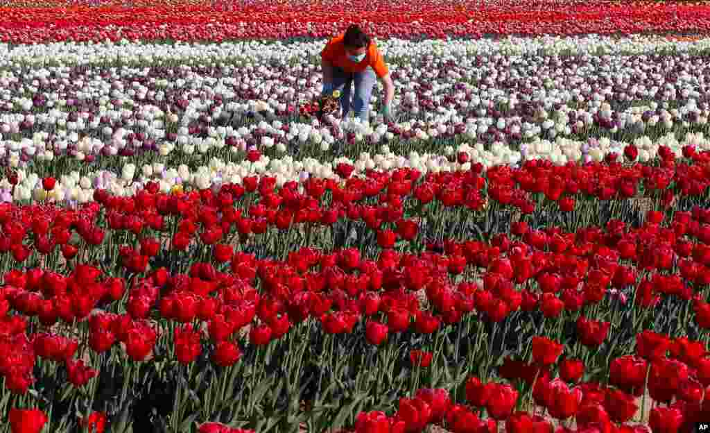 A woman picks tulip flowers in the &quot;Tulipani Italiani&quot; tulip field, in Arese, near Milan, Italy.