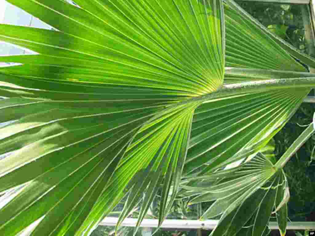 Native to Hawaii, and possibly extinct in the wild, Pritchardia affinis are threatened by rats that eat their fruit. (US Botanic Garden)