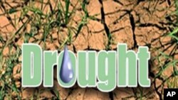 歐洲乾旱影響小麥產量