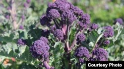 A new variety of purple broccoli. (Photo: Courtesy of Micaela Colley, Organic Seed Alliance)