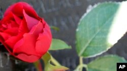 FILE - A rose is placed at a memorial in Washington, D.C., May 26, 2013. Michael Feeney died of complications from a staph infection of the kidneys.