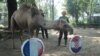 Atraksi Satwa Ramal Juara Piala Dunia di Kebun Binatang Solo