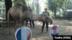 Seekor unta koleksi Solo Zoo meramal tim pemenang Piala Dunia 2018, Jumat, 13 Juli 2018. (Foto: VOA/Yudha)