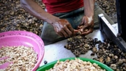 Guiné-Bissau Negócio de castanha de caju divide governo e produtores